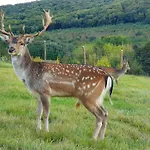 Palos 4* Zalacsány