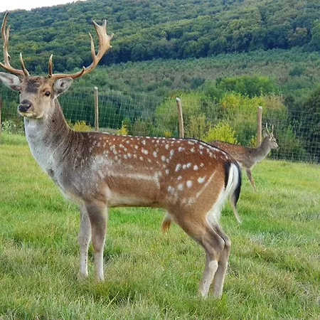 Palos 3* Zalacsany