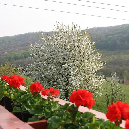 Palos Zalacsány