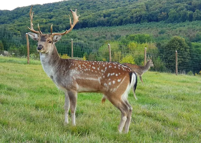 Palos 4* Zalacsány